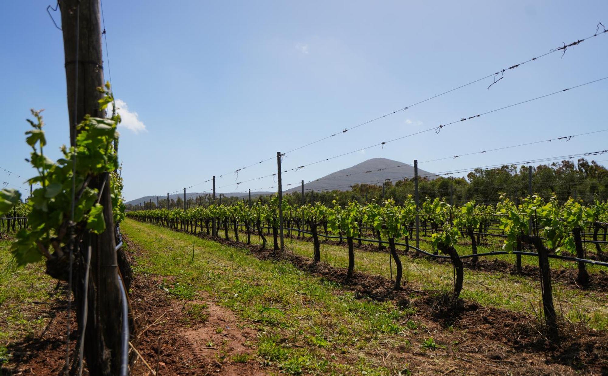 Agriturismo Casale Degli Ulivi Alghero Santa Maria la Palma Eksteriør billede