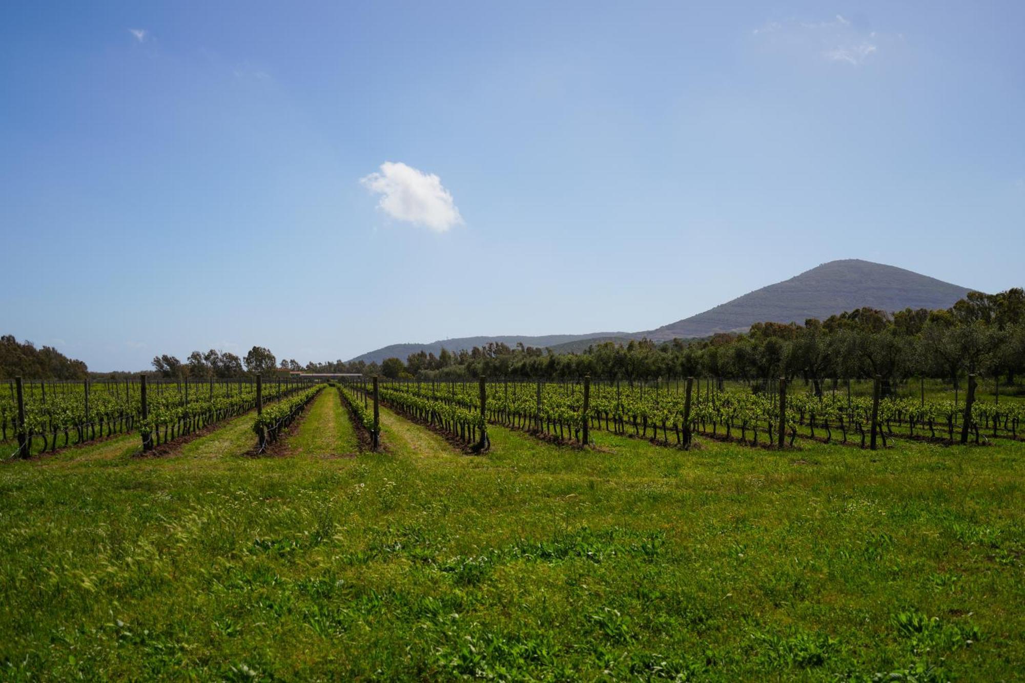 Agriturismo Casale Degli Ulivi Alghero Santa Maria la Palma Eksteriør billede